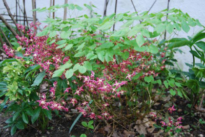 Epimedium_alpinum.jpg