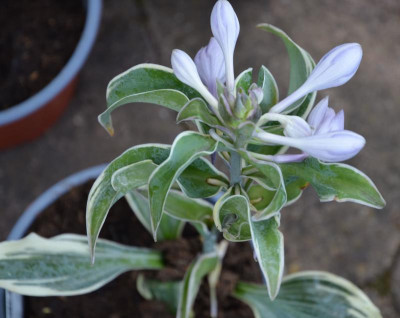 Hosta-Norma2.22-2.jpg