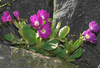 Primula_hirsuta_Hybride.jpg