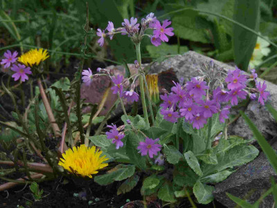 Primula_frondosa.jpg