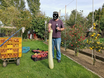 Apfelernte 211002.jpg