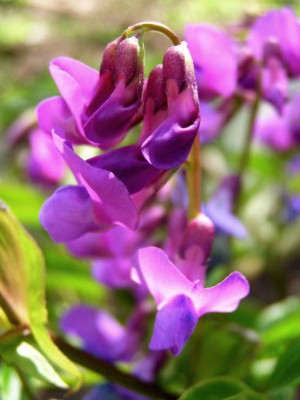 Lathyrus_vernus.jpg