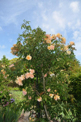 D8526.JPG