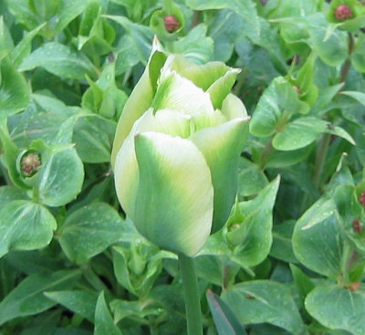Tulipa_viridiflora_Spring_Green_03.jpg