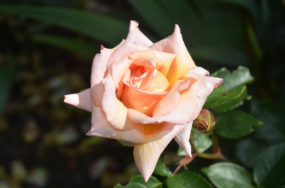 D8524.JPG