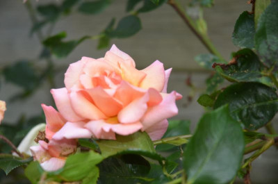 D8525.JPG