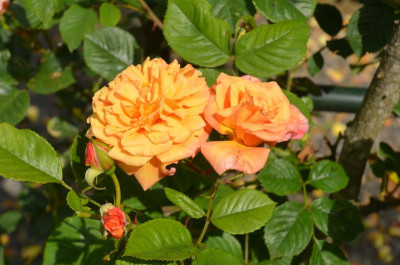 D8531.JPG