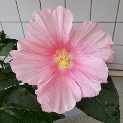 Hibiskus rosa weißes Auge.jpg