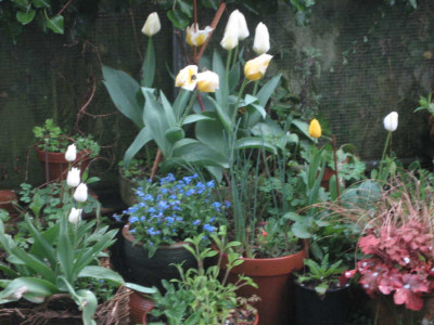 tulipa_fosteriana_sweetheart.jpg