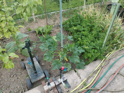 Zucchini 20220612.jpeg