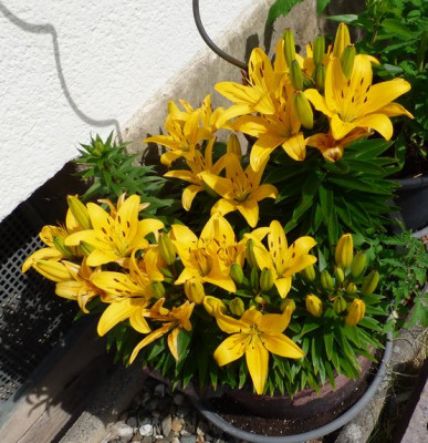 Lilium sehr niedrig.jpg