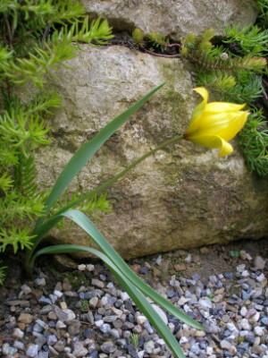 Wildtulpe_noch_unbekannt.jpg