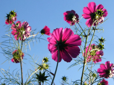 Cosmea-Okt-4.jpg