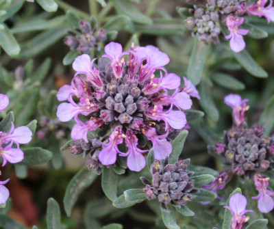 Teudrium ackermanii22-8.jpg