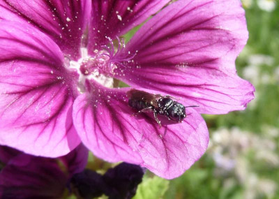 Malvenblüte.jpg