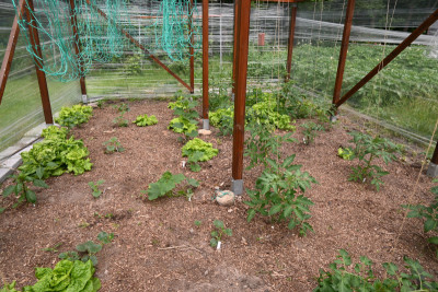 Tomatenhaus.jpg