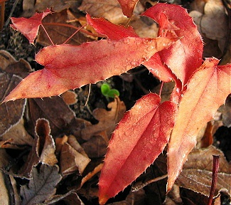 13.01.08_6848_Epimedium_Kaguyahime_60_2.JPG