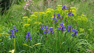 Iris sibirica und Euphorbia palustris P5220165.JPG