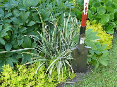 2022-06-14 Iris foetidissima 'Variegata'.jpg