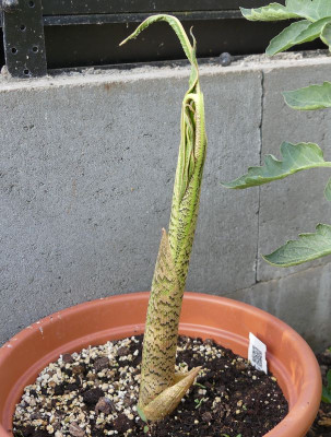2022-06-14 Arisaema tortuosum 1.jpg