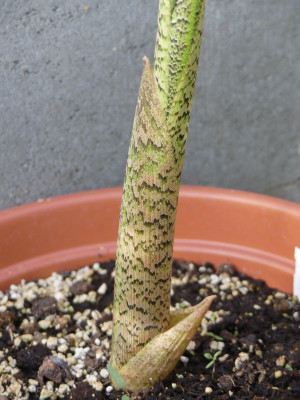2022-06-14 Arisaema tortuosum 2.jpg