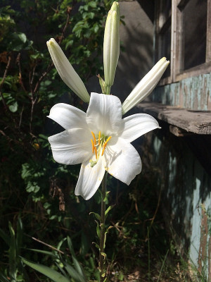 2022-06-14 Lilium candidum.jpg