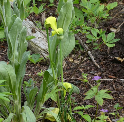 Arisaema flavum 220607.jpg