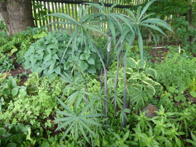 Arisaema ciliatum var. liubaense 220608 k.jpg