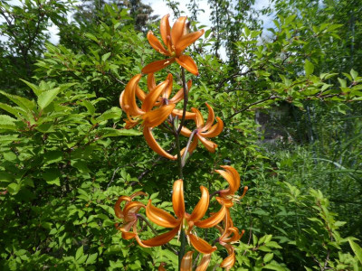 Lilium 'Orange Marmalade' 220613 k.jpg