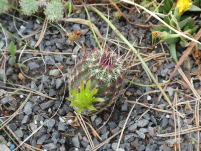 Echinocereus viridiflorus 220605.JPG