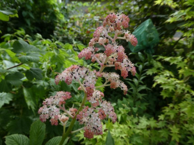 P1150484.JPG