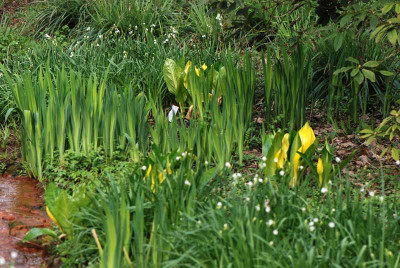 Scheincalla-am-roten-Bach.jpg