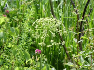 Laserpitium siler 220606 2.JPG