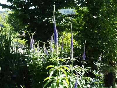 Veronicastrum 3 mal Okamoto, Manhattan Skyline nicht Kobaltkaars P6150550.JPG