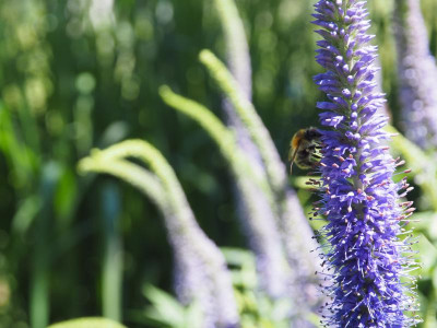 Ackerhummel, Bombus pascuorum auf Manhattan Skyline P6150551.JPG