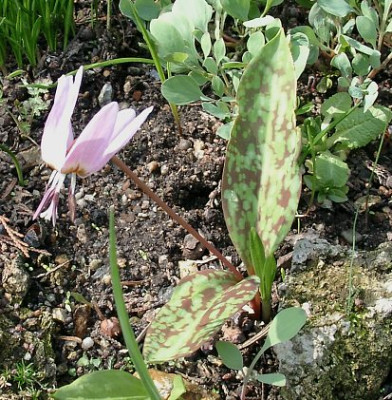 03290014_eErythronium_caucasicum_KB.JPG