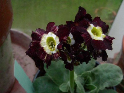 Lisel_DSCN1861.JPG