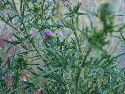 Cirsium vulgare, Lanzett-Kratzdistel P6150547.JPG