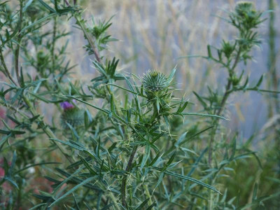 Cirsium vulgare, Lanzett-Kratzdistel P6150549.JPG