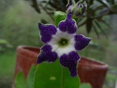 Star_Flowers_DSCN1862.JPG