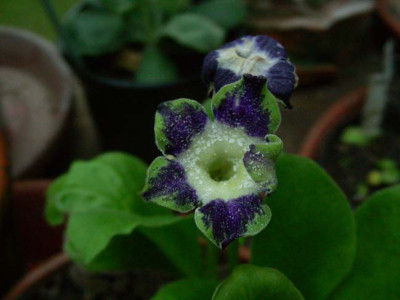 Star_Flowers_DSCN1875.JPG