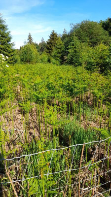 IMG-20220615-WA0008.jpeg
