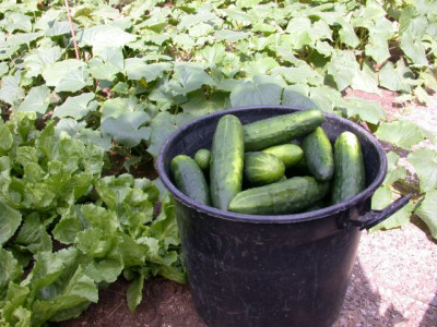 Gurkenernte1.jpg
