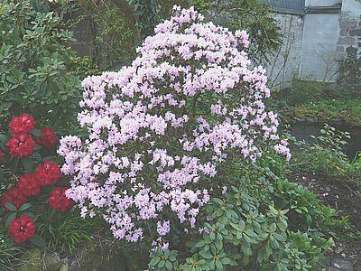 Rhododendron_rubiginosum_2_fars_2008.jpg