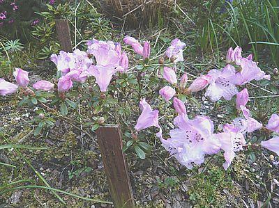 Rhododendron_pemakoense_fars_2008.jpg