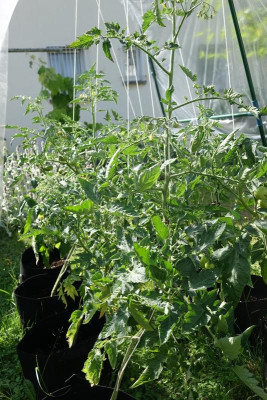 Tomatendach 2022-06-16.JPG