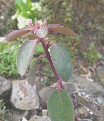Rhododendron_oreotrephes_fars_2008.jpg