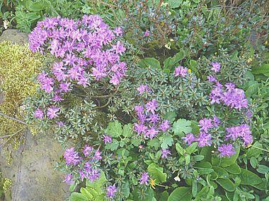 Rhododendron_saluenense_fars_2008.jpg