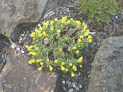 Vitaliana_primuliflora_fars_2008.jpg