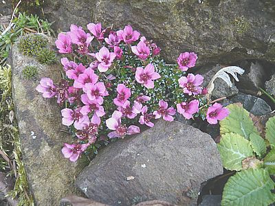 Saxifraga_Hybride_2_fars_2008.jpg